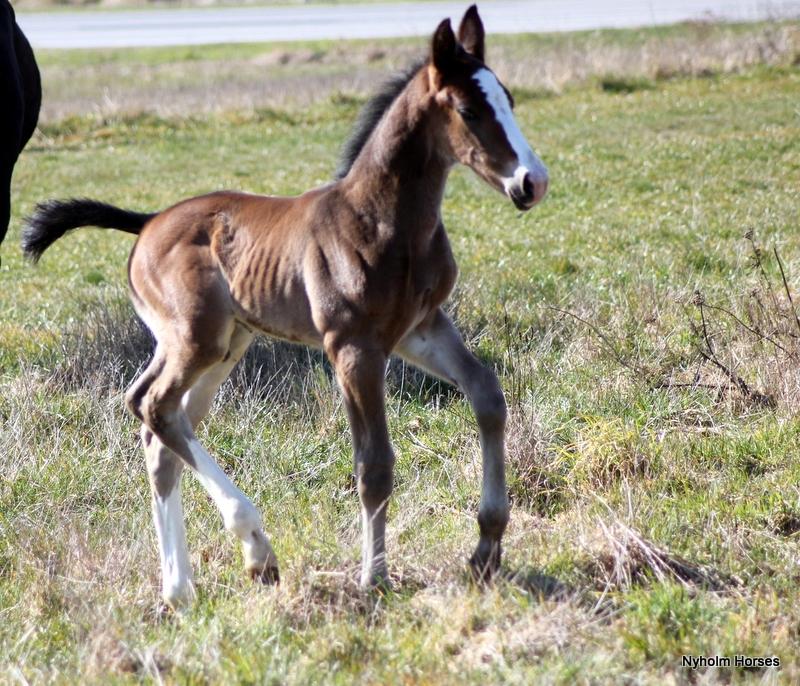 Oldenborg Sjaik Nyholm billede 22