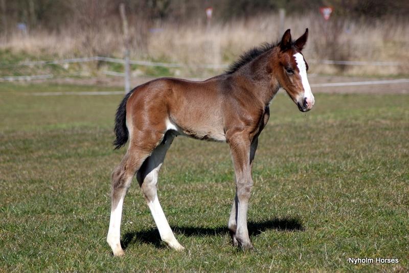 Oldenborg Sjaik Nyholm billede 23