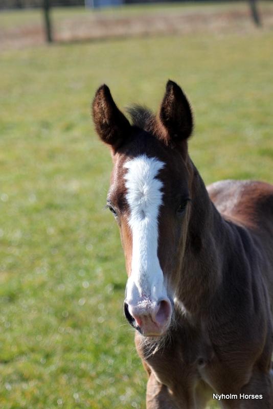 Oldenborg Sjaik Nyholm billede 24