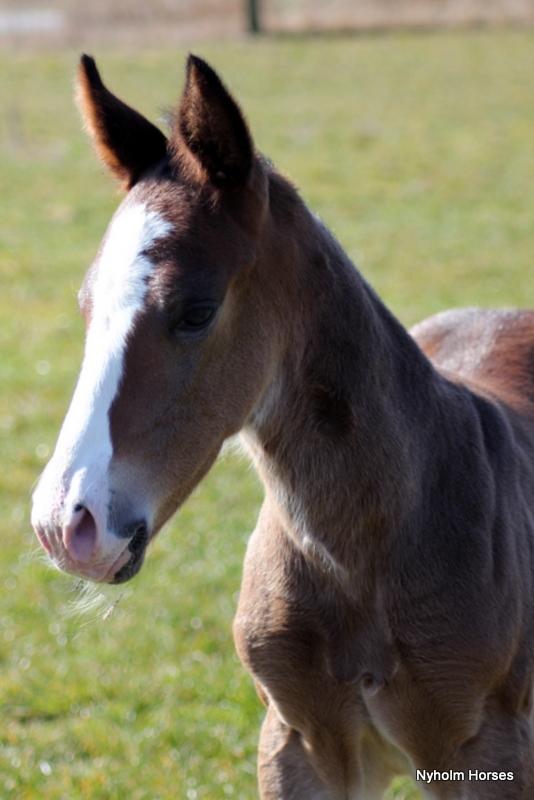 Oldenborg Sjaik Nyholm billede 25