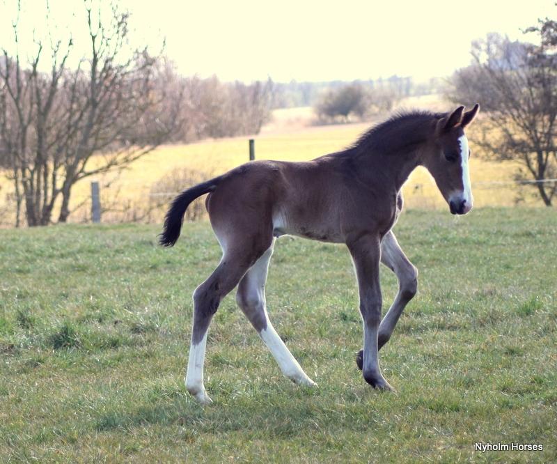 Oldenborg Sjaik Nyholm billede 26