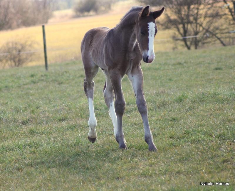 Oldenborg Sjaik Nyholm billede 27