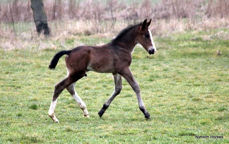 Oldenborg Sjaik Nyholm billede 28