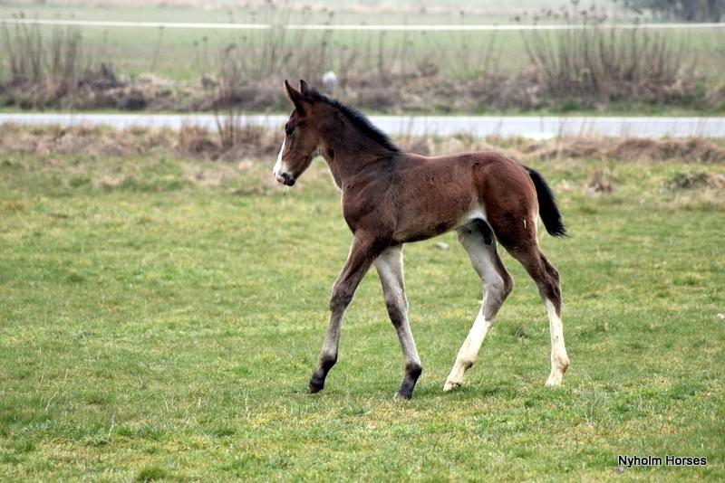 Oldenborg Sjaik Nyholm billede 30