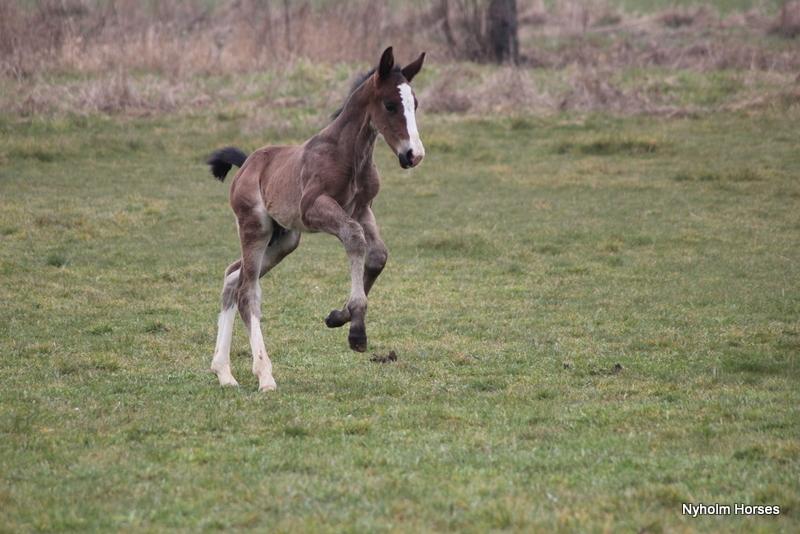 Oldenborg Sjaik Nyholm billede 29