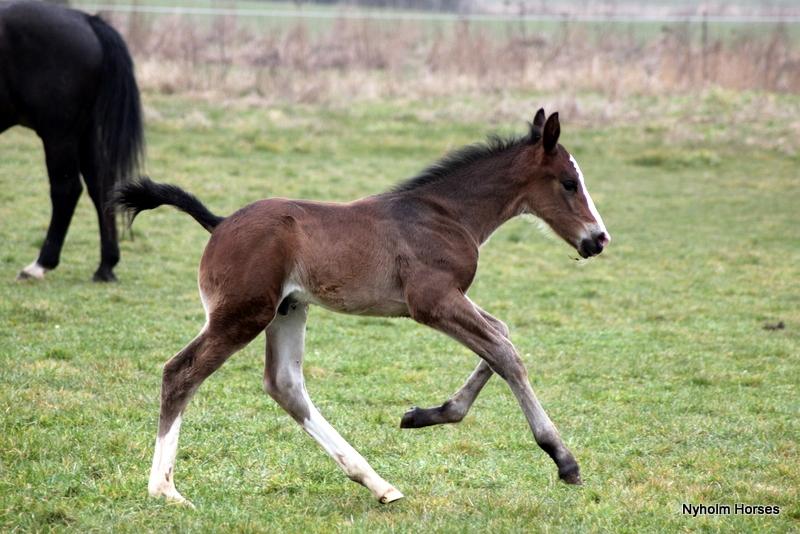 Oldenborg Sjaik Nyholm billede 31