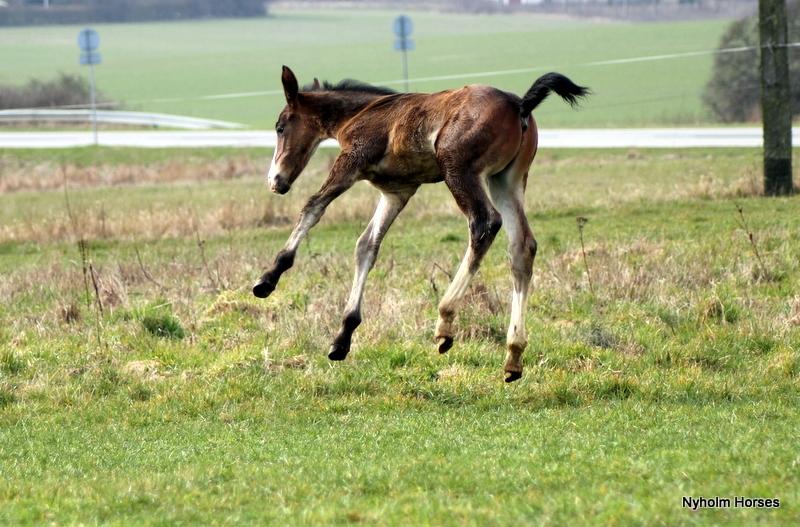 Oldenborg Sjaik Nyholm billede 32