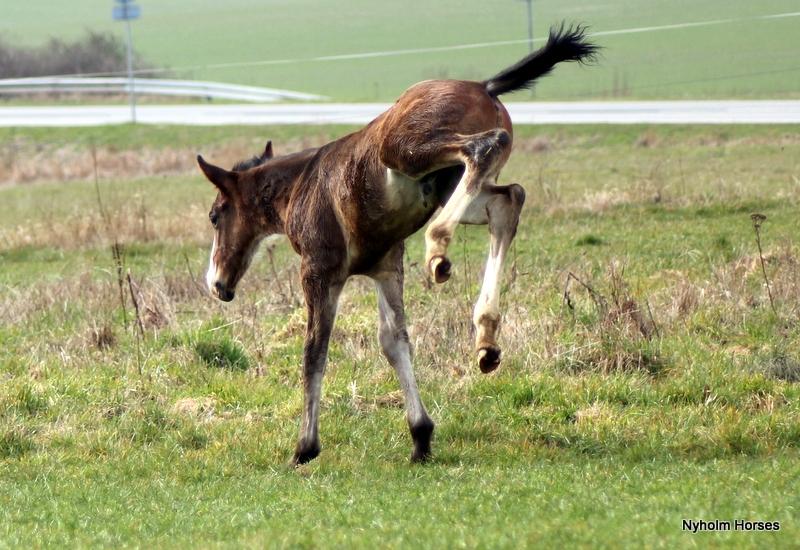 Oldenborg Sjaik Nyholm billede 33