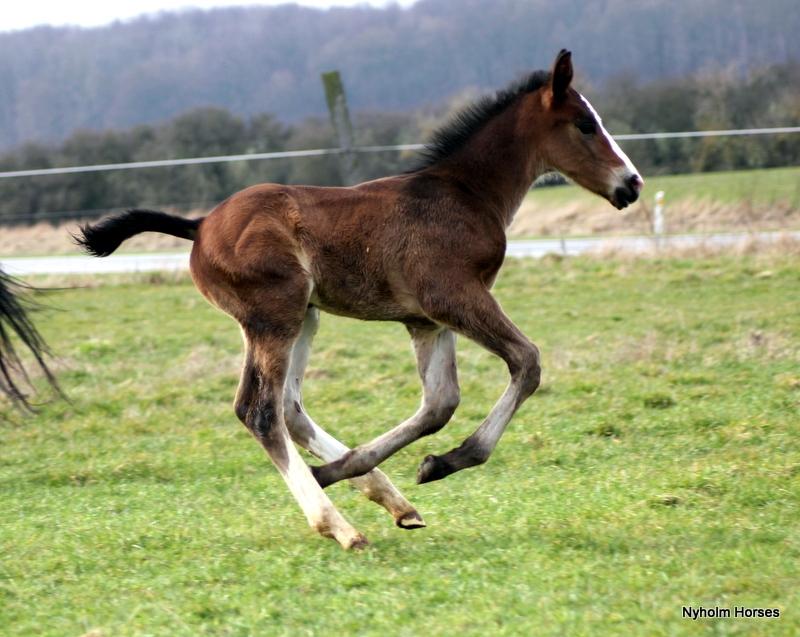 Oldenborg Sjaik Nyholm billede 35