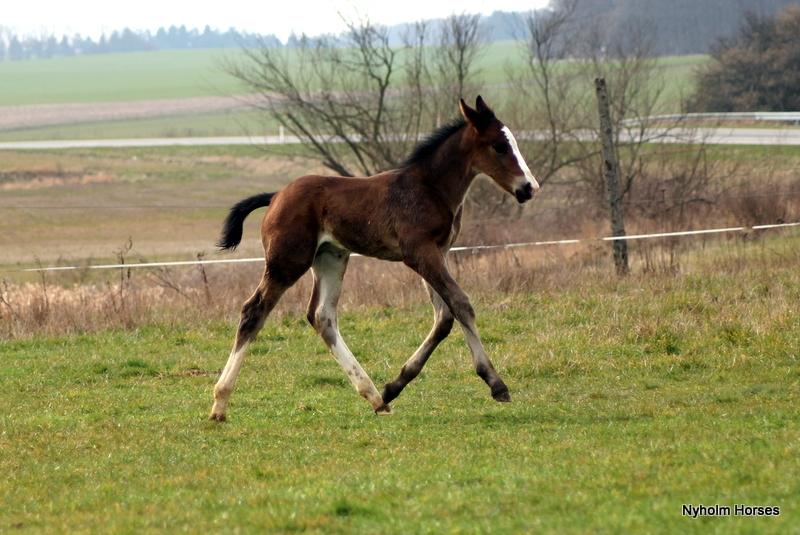 Oldenborg Sjaik Nyholm billede 36