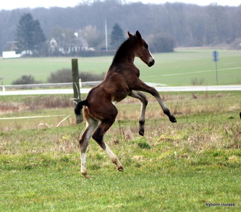 Oldenborg Sjaik Nyholm billede 37