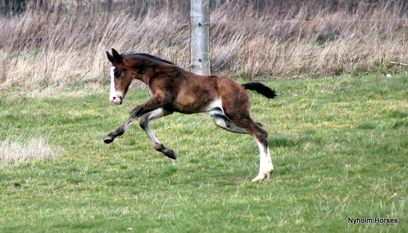 Oldenborg Sjaik Nyholm billede 38