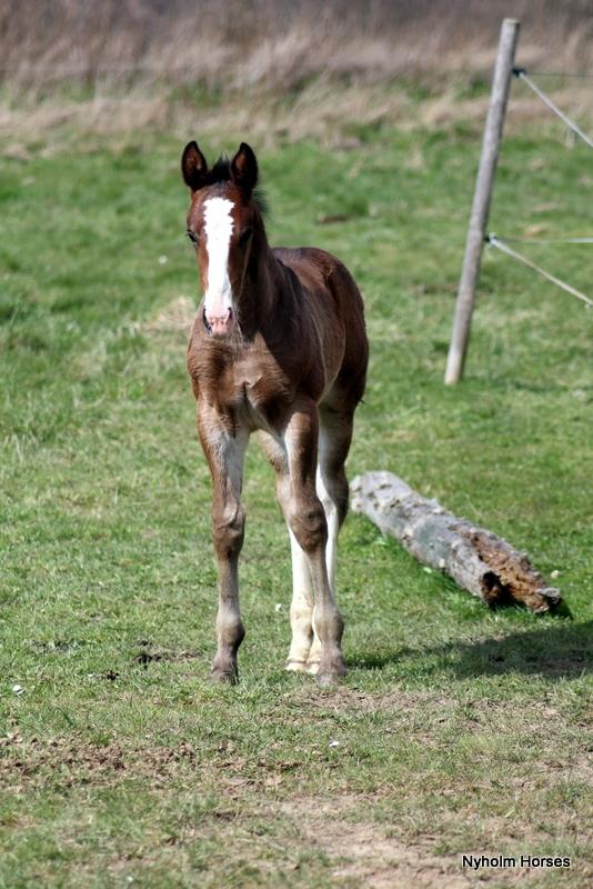 Oldenborg Sjaik Nyholm billede 39