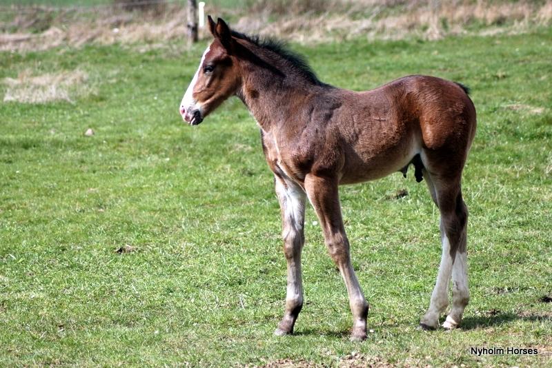 Oldenborg Sjaik Nyholm billede 40