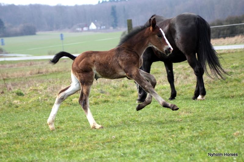 Oldenborg Sjaik Nyholm billede 34