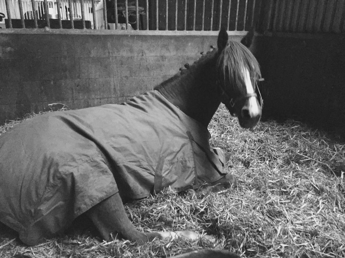 Anden særlig race Kirkely's Kida billede 1