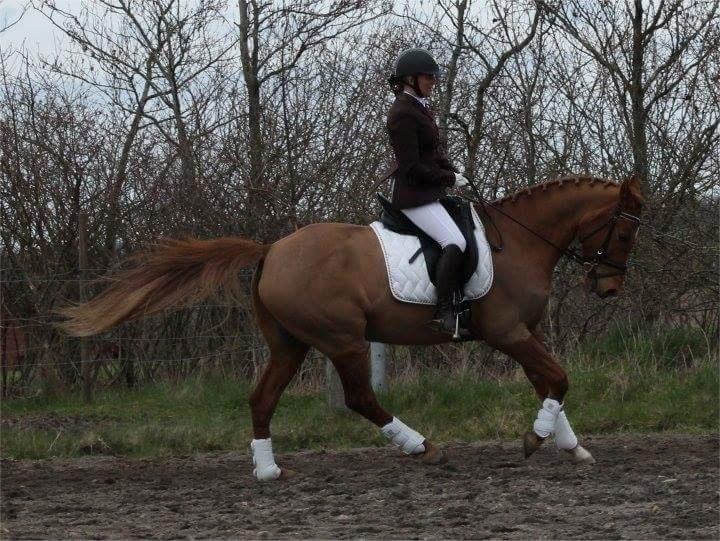 Anden særlig race Sweet Marquis (Tak for 2 fantastiske år) billede 17