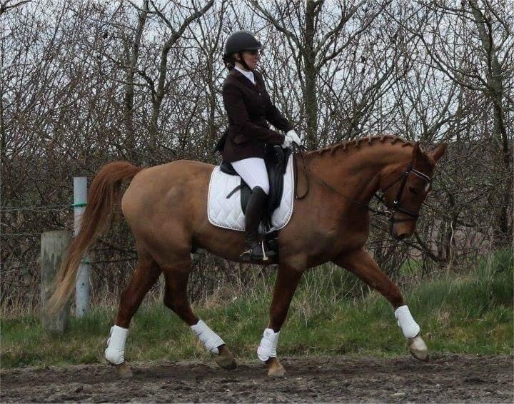 Anden særlig race Sweet Marquis (Tak for 2 fantastiske år) billede 18