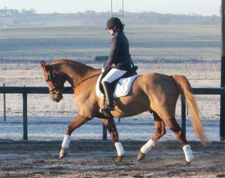 Anden særlig race Sweet Marquis (Tak for 2 fantastiske år) billede 19