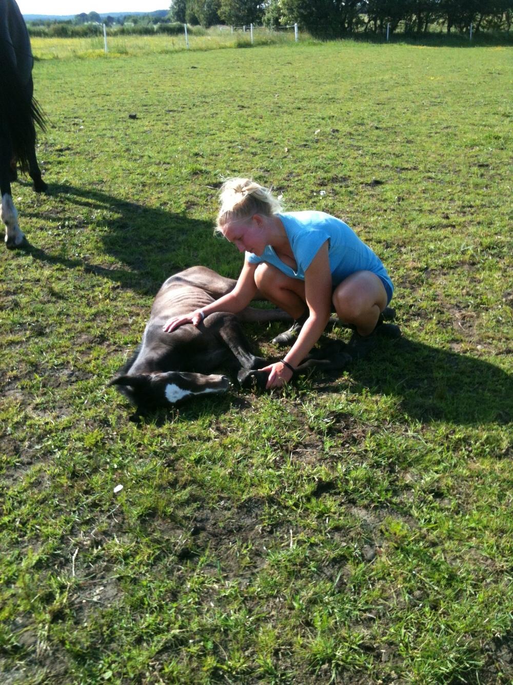 Holstener Le Caméléon Du Classé billede 2