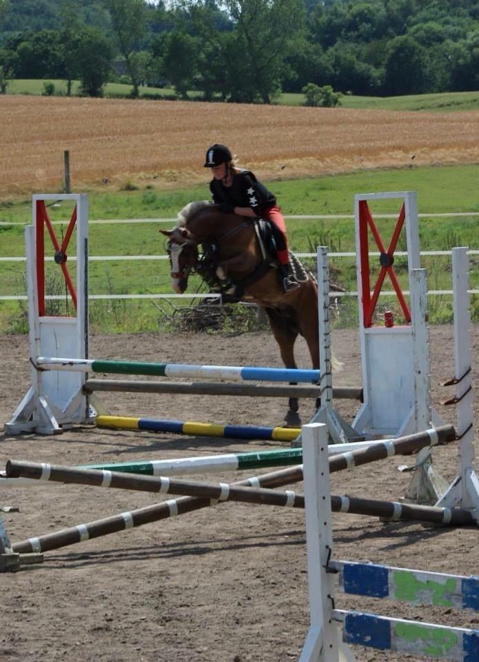 Welsh Pony (sec B) Scooby Doo - Flyvende som altid! billede 9