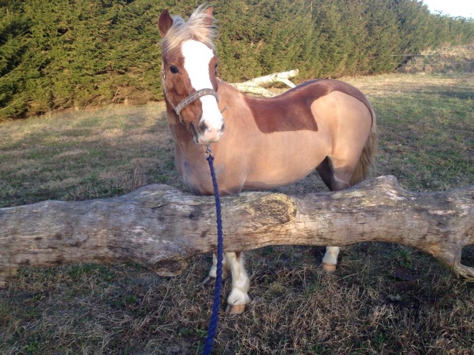 Welsh Pony (sec B) Scooby Doo - Terræn træning i longe billede 16