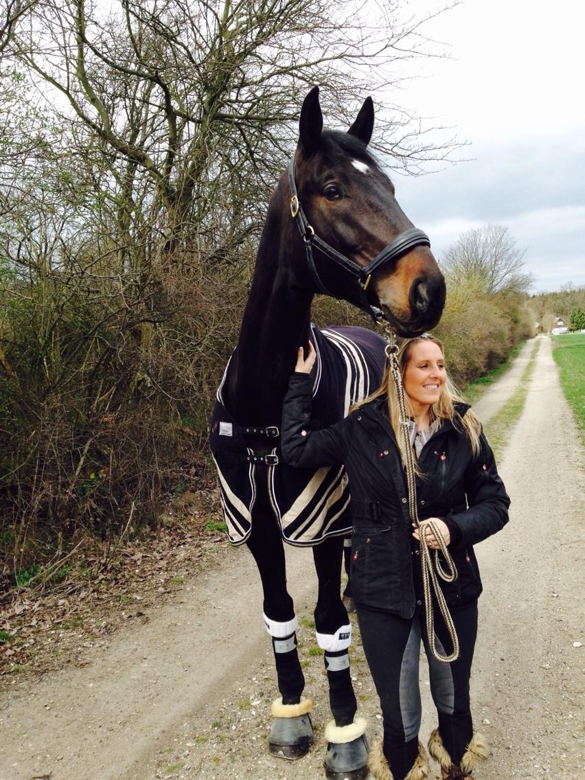 Tysk Varmblod Cartoon [Himmelhest] billede 1