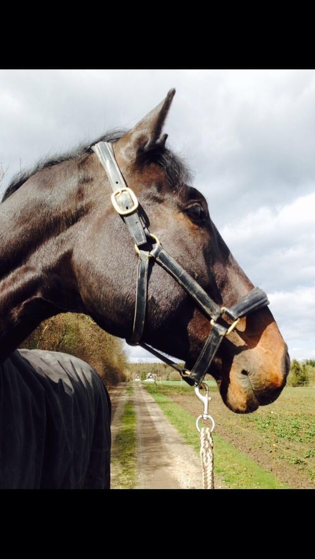 Tysk Varmblod Cartoon [Himmelhest] billede 4