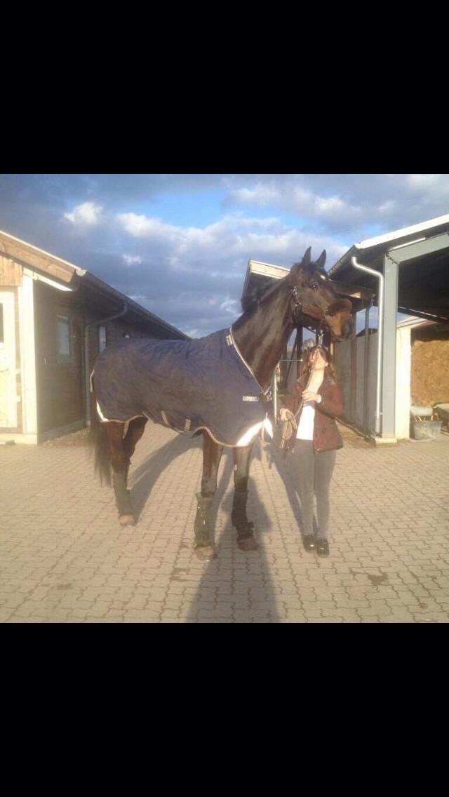 Tysk Varmblod Cartoon [Himmelhest] billede 5