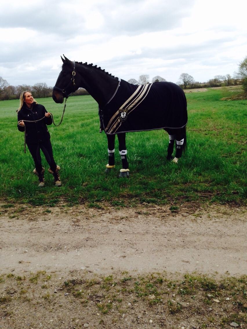 Tysk Varmblod Cartoon [Himmelhest] billede 3