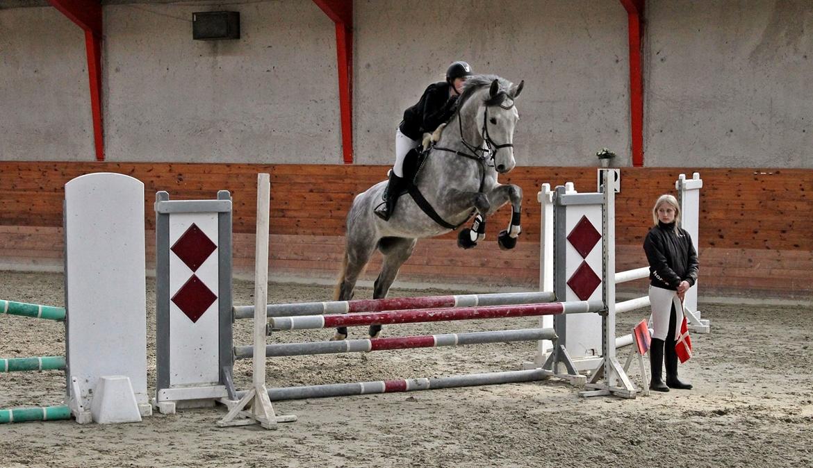 Holstener BATIDA DE COCO - Stævne i Faxe rideklub, 80 cm 0 fejl billede 4