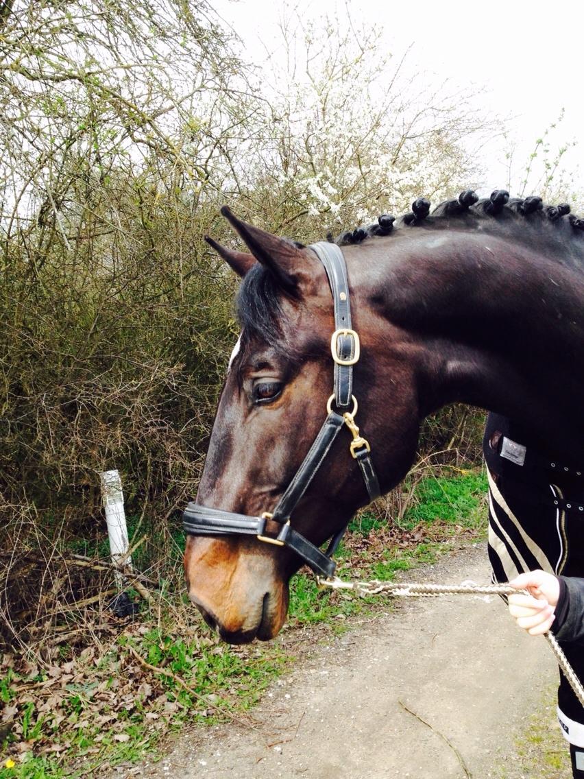 Tysk Varmblod Cartoon [Himmelhest] billede 6