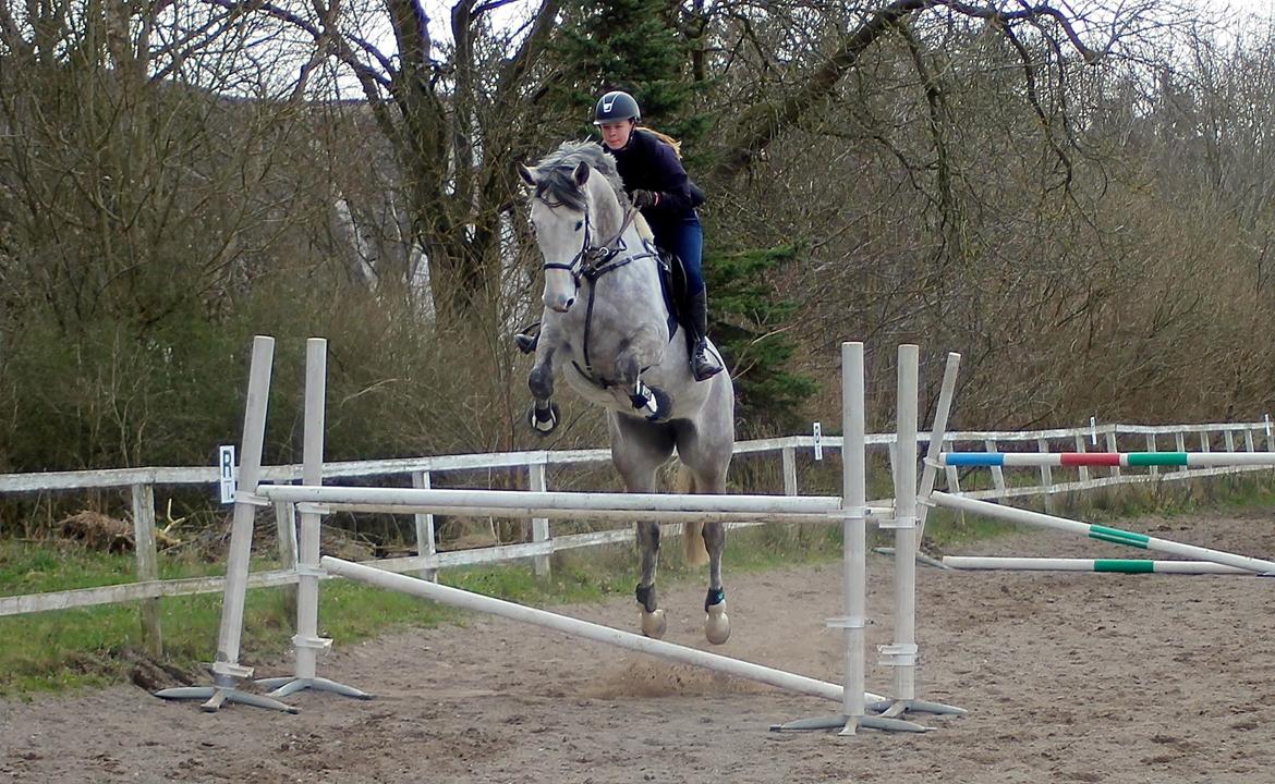 Holstener BATIDA DE COCO - Coco over 110 cm til kusrus v. Søren Vallentin. billede 3