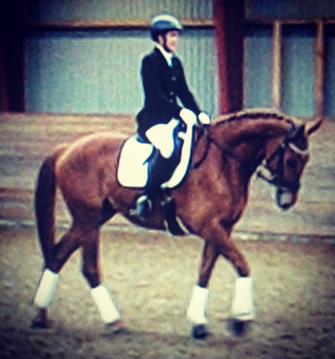 Knabstrupper APFA billede 12