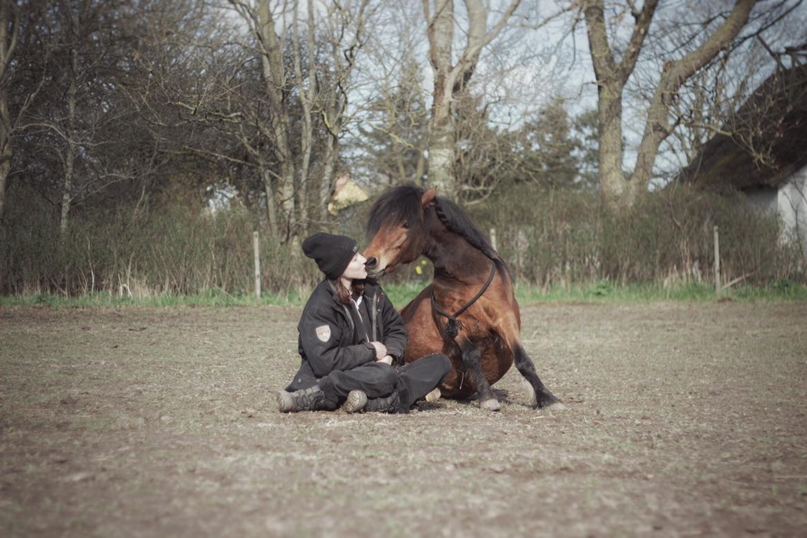 Welsh Mountain (sec A) Berthram billede 17