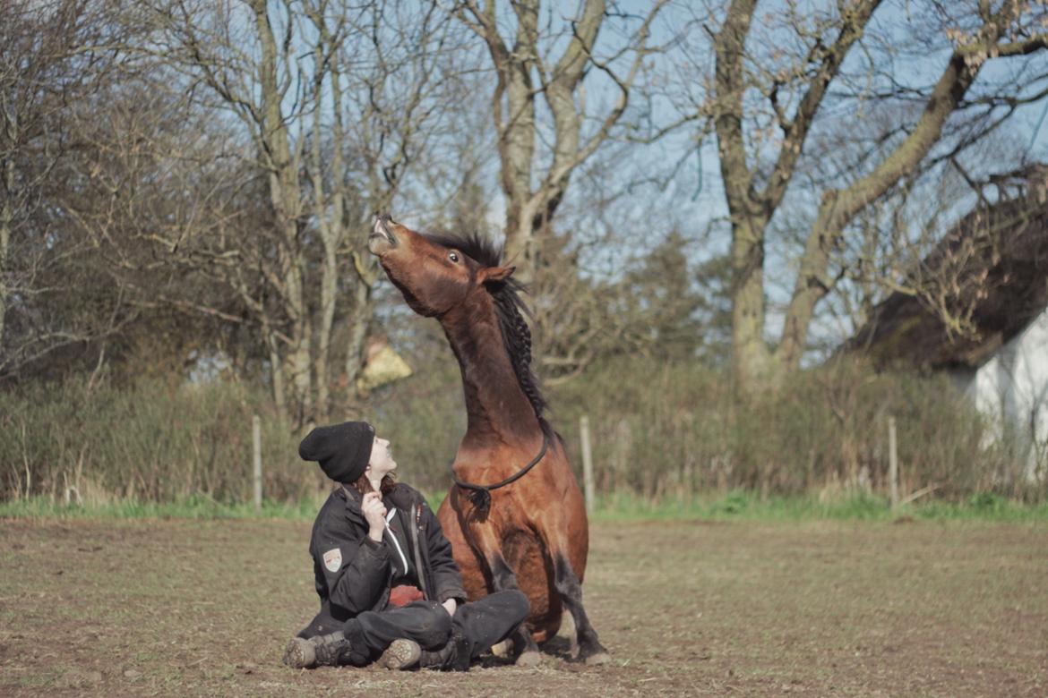 Welsh Mountain (sec A) Berthram - Lillebror <3 billede 16