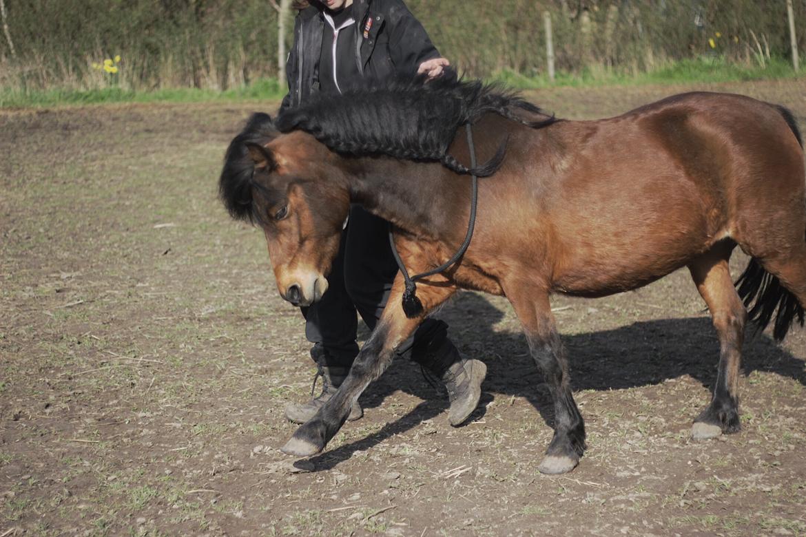 Welsh Mountain (sec A) Berthram - Spanske skridt (: billede 18