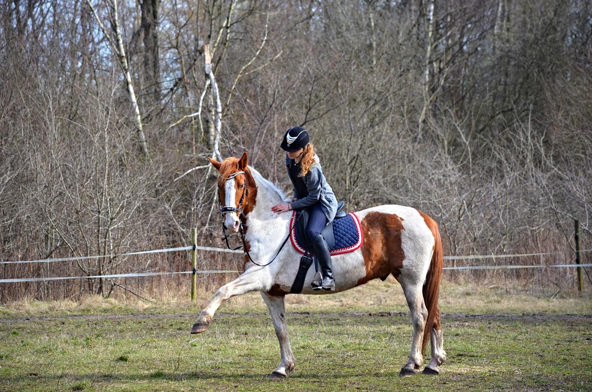 Anden særlig race KTMMX Ramon - Min stjerne <3  billede 8