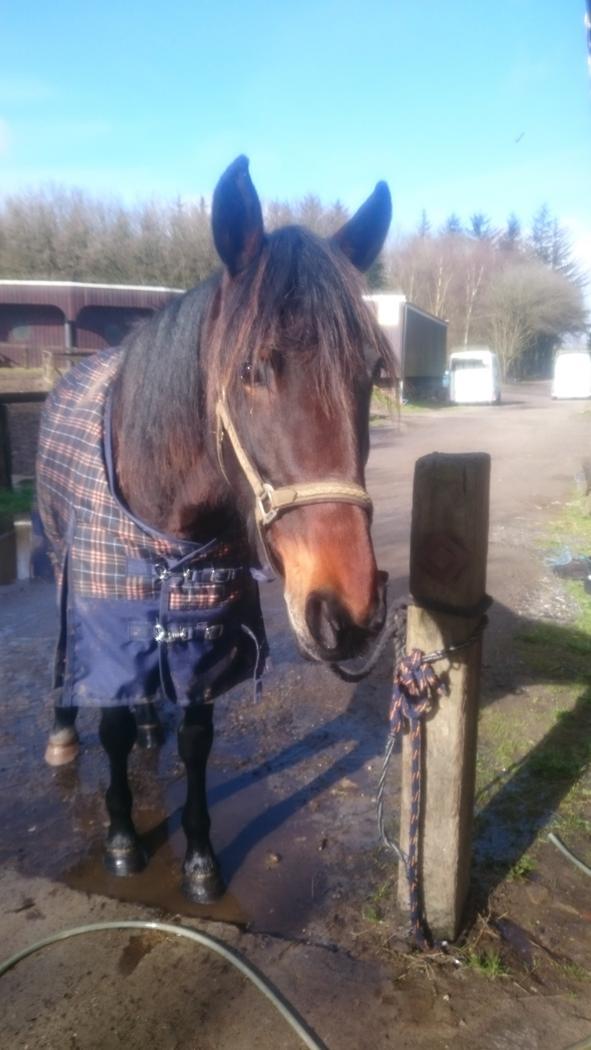 Standardbred Onki *Sille* billede 5