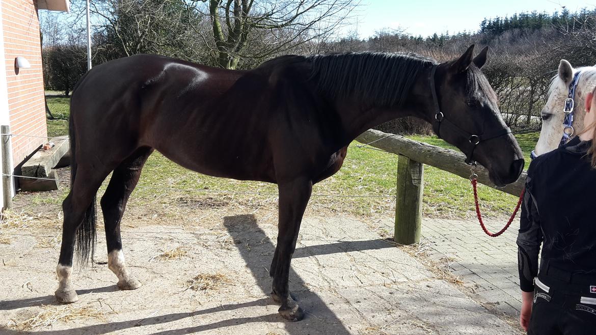 Tysk Varmblod Zafir billede 9