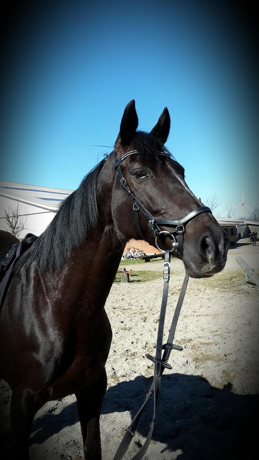 Tysk Varmblod Zafir billede 10