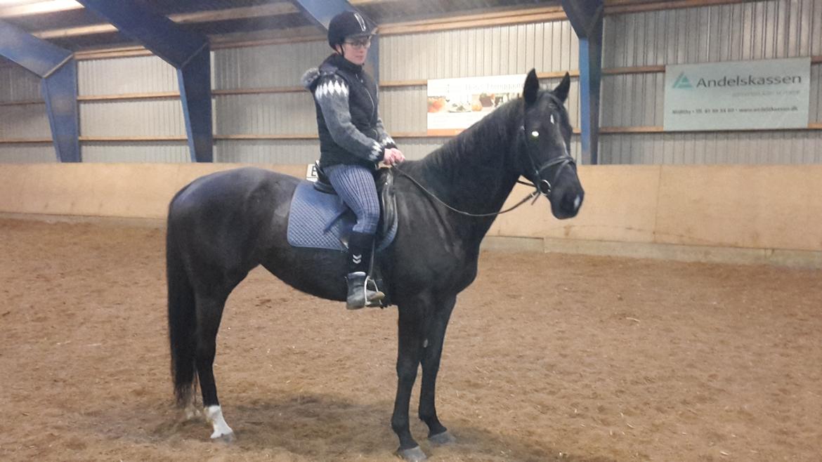 Tysk Varmblod Zafir - da jeg prøvede hende første gang billede 12