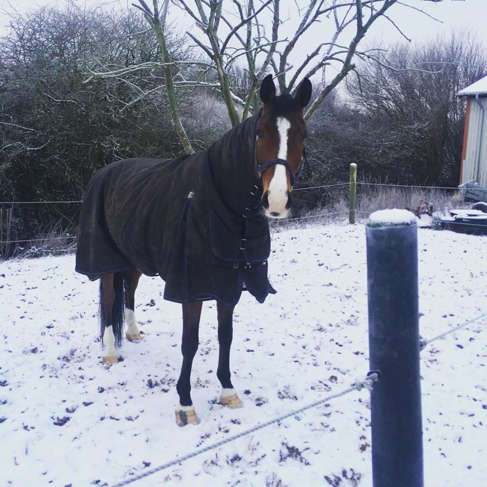 Westfaler Fleaubert von Florencio billede 12