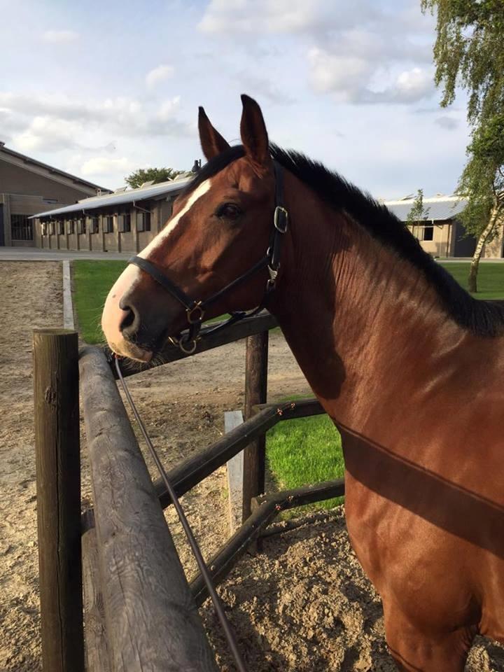 Westfaler Fleaubert von Florencio - Flau på Blue Hors billede 15
