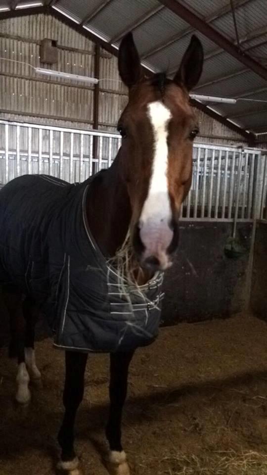 Westfaler Fleaubert von Florencio billede 10