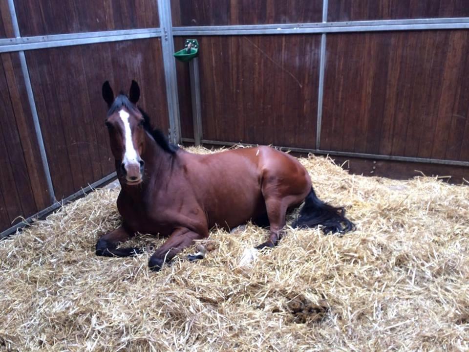 Westfaler Fleaubert von Florencio billede 16