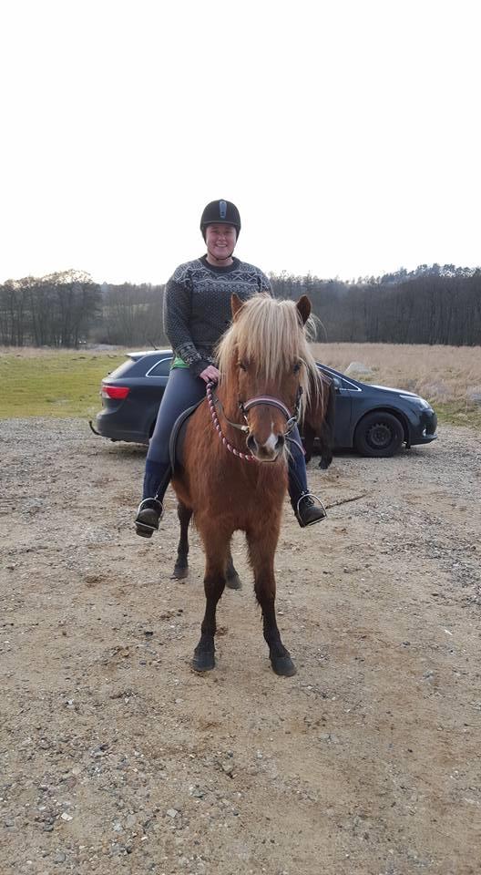 Islænder Neisti fra Lysenge - 2016 billede 17