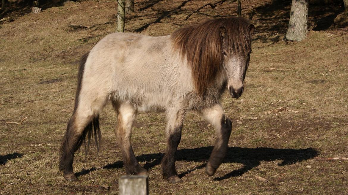 Islænder Gimli fra Lysenge billede 20