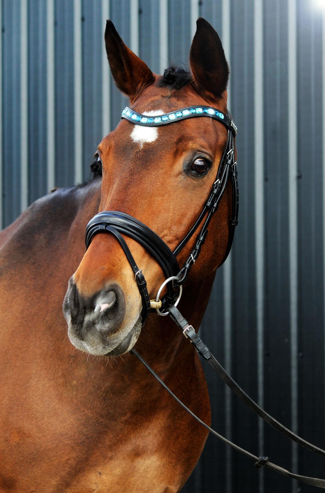 Anden særlig race Dalvangs Casper - Min smukke dreng med sit nye pandebånd <3 billede 30