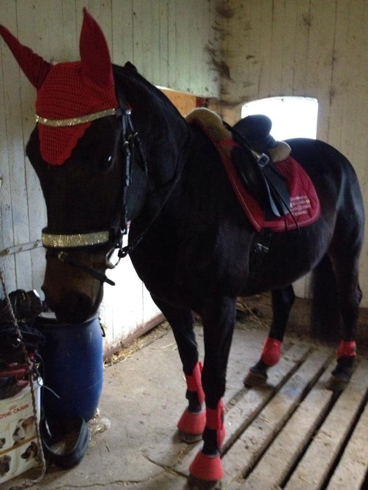 Dansk Varmblod Præstegaardens Freja (Solgt) billede 2